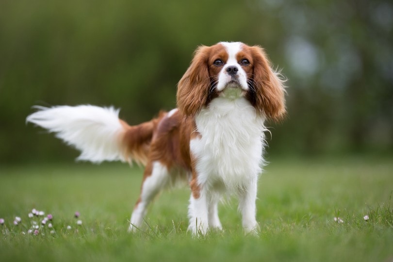Why do cavalier king charles spaniels bark a lot?
