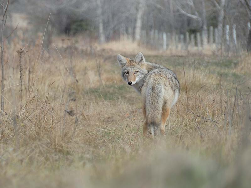 How to Tell Dog and Coyote Tracks Apart: 4 Tips & Tricks