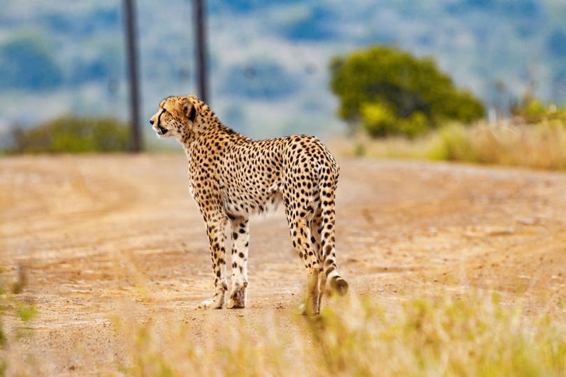 Emotional Support Dogs for Cheetahs: The Amazing Relationship Explained