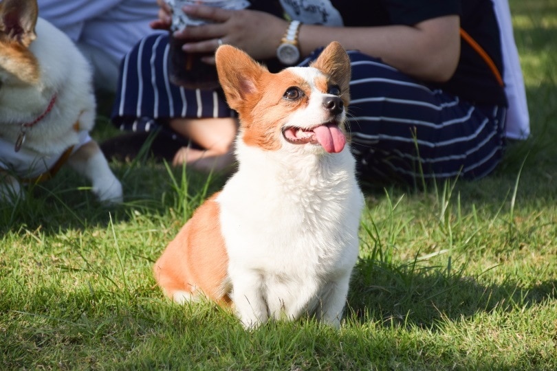 corgi mix half chihuahua half great dane