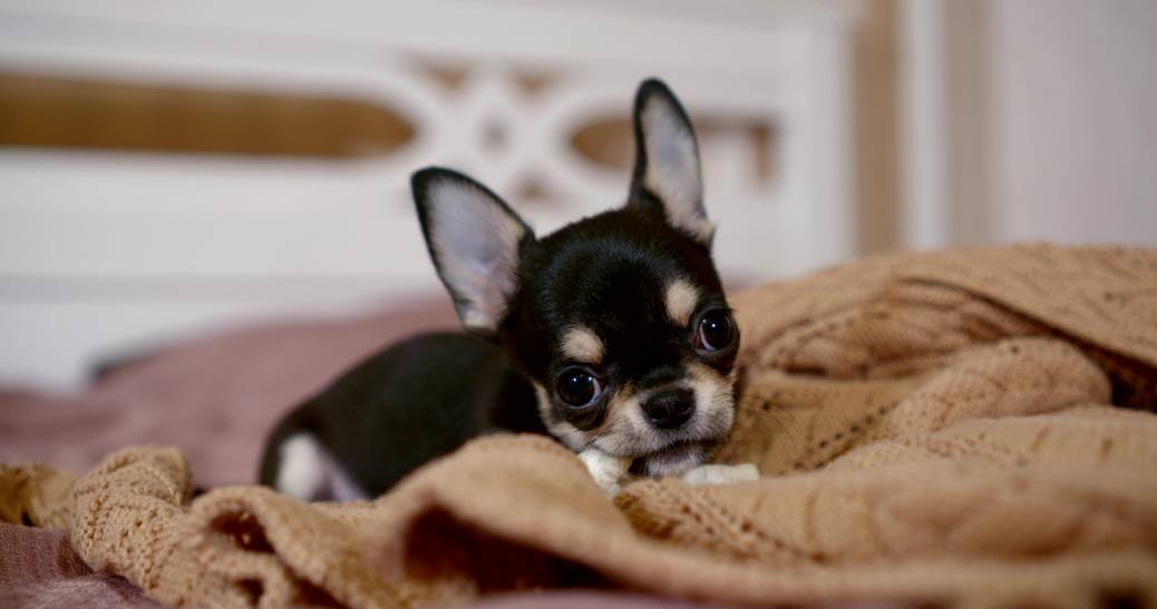 Why Do Dogs Nibble on Blankets? 6 Vet-Reviewed Reasons for this Behavior