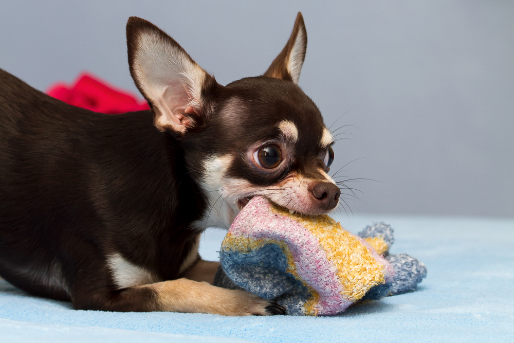 Why Do Dogs Like Stinky Things? Smelly Stuff They Love