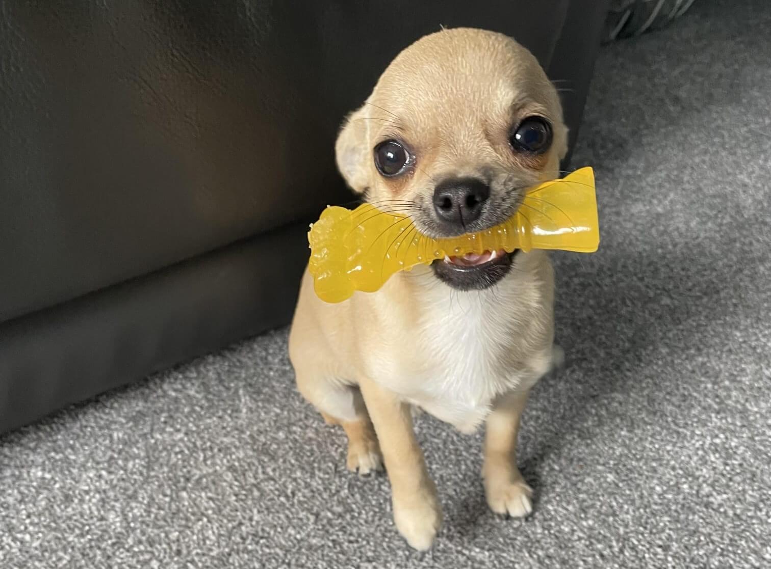 Chihuahua with chew toy