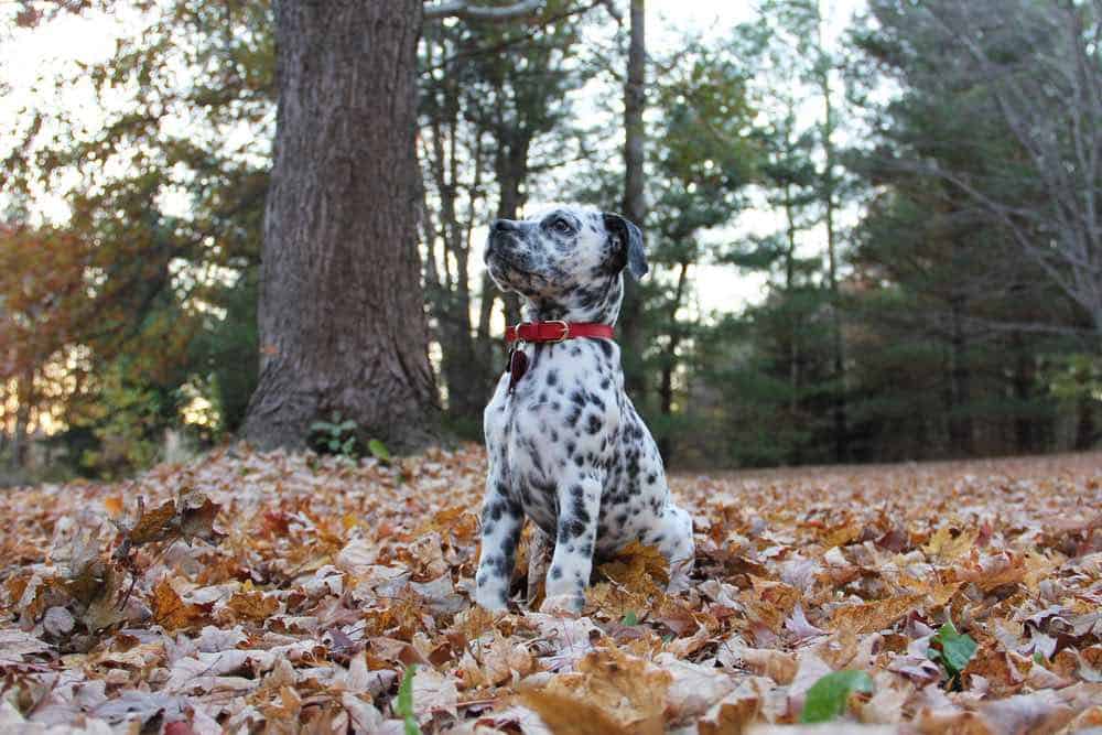 Bullmatian (Bulldog & Dalmatian Mix): Info, Pictures, Care & More
