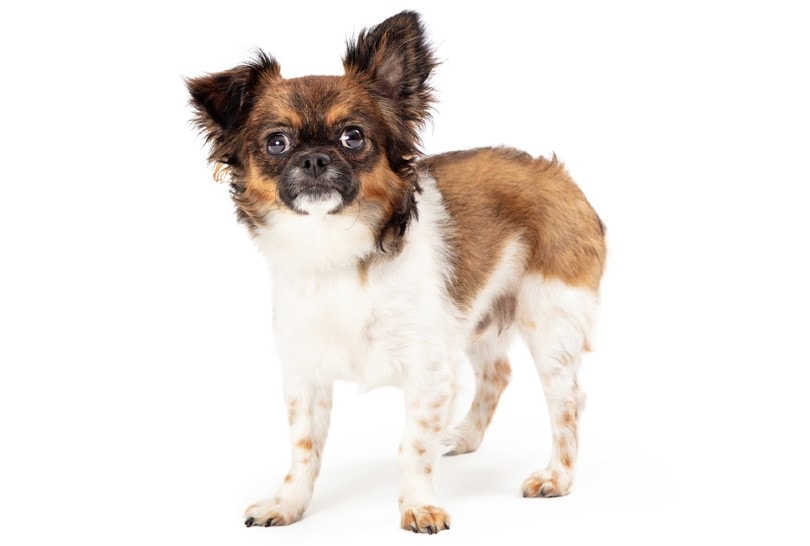 Chion (Papillon & Chihuahua Mix): Info, Pictures, Care & More