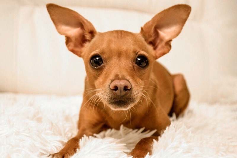 Chipin (Chihuahua & Miniature Pinscher Mix): Info, Pictures, Care & More