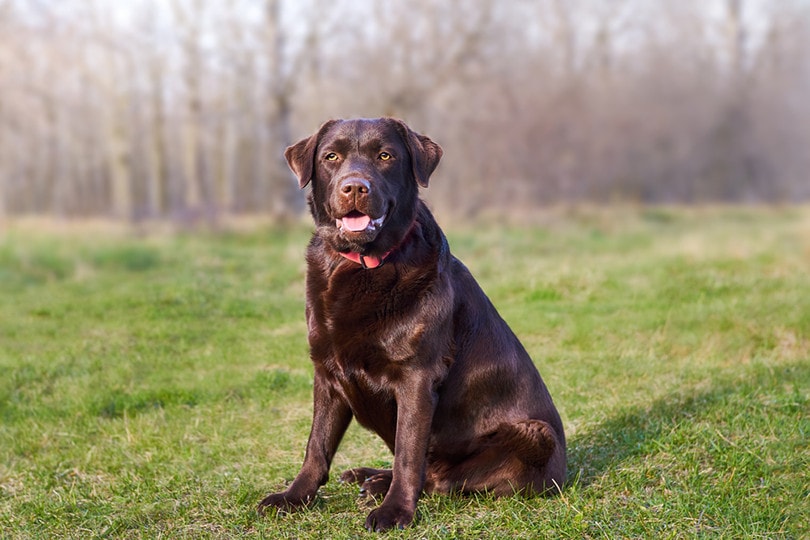 How Much Do Labradors Shed? Vet-Verified Care and Grooming Tips