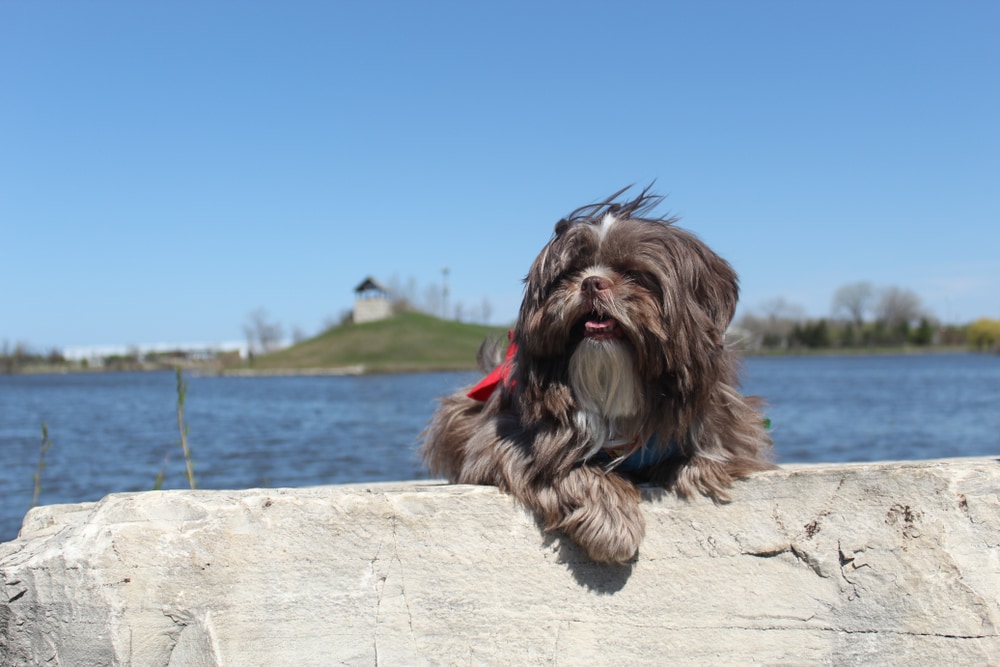 Chocolate (Brown) Shih Tzu: Info, Pictures, Origin & History