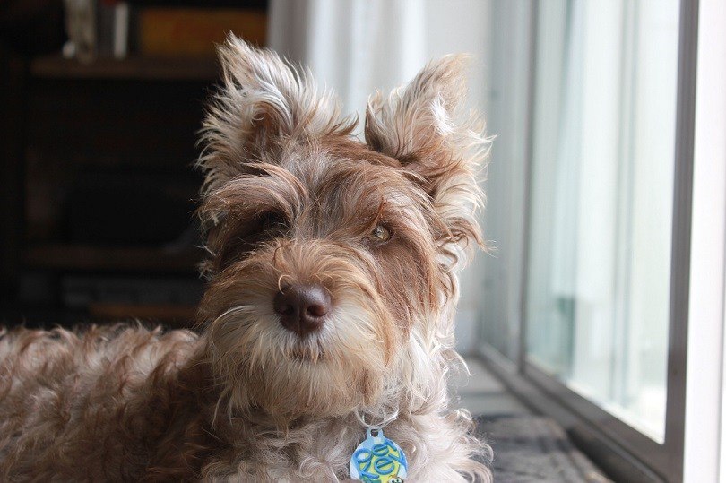 Chonzer (Bichon Frise & Miniature Schnauzer Mix): Info, Pictures, Care & More
