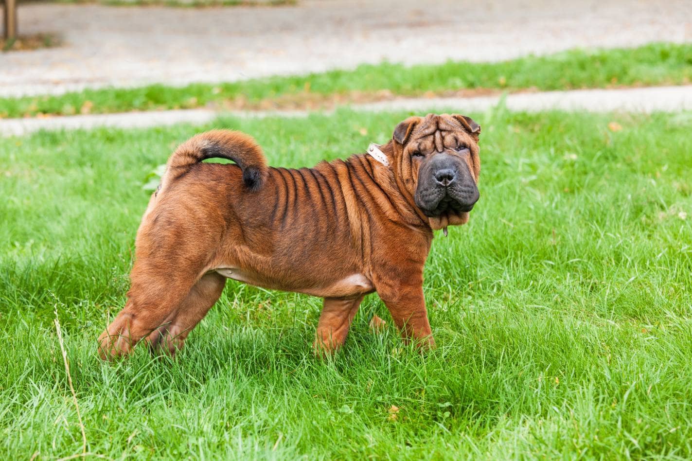 Chow Pei (Shar Pei & Chow Chow Mix): Info, Pictures, Care & More