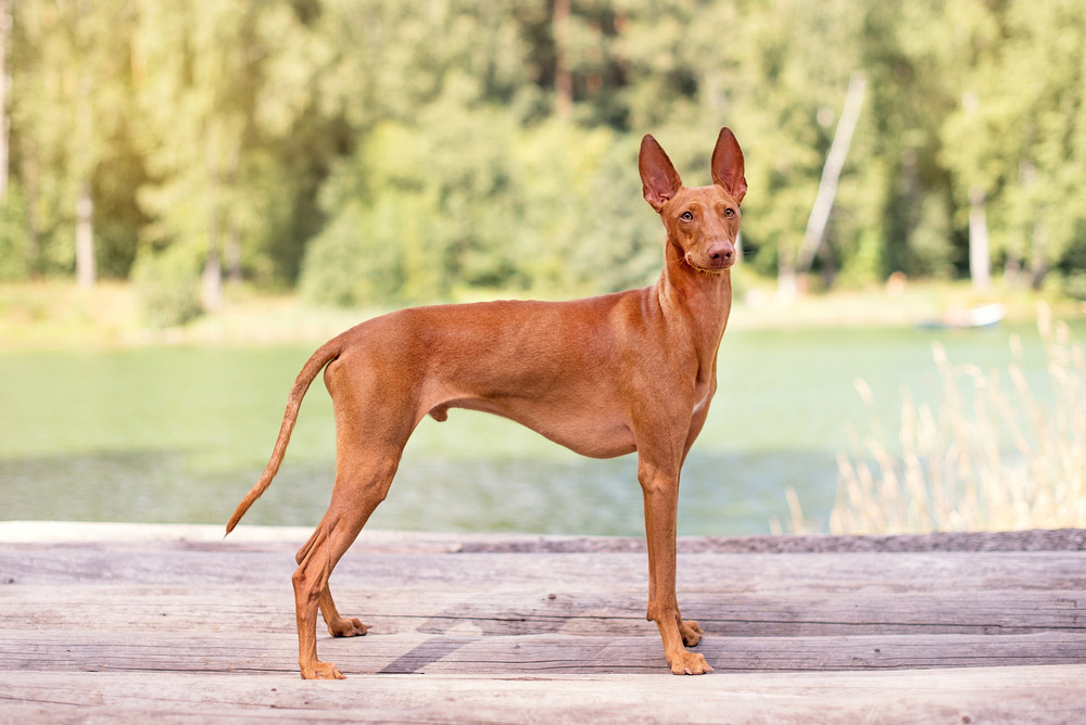 Cirneco Dell'Etna Dog Breed: Info, Pictures, Traits & Care