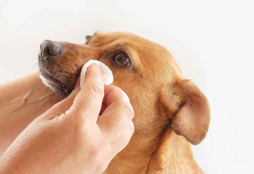 How to Clean a Dog’s Eyes in 6 Steps: Vet-Approved Guide