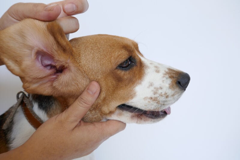 Why Do My Dog’s Ears Smell: 5 Vet-Reviewed Reasons