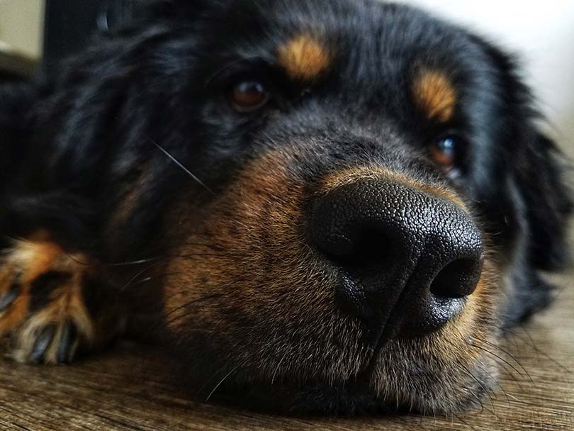 Long-Haired Rottweiler Dog Breed: Info, Pictures, Traits, Care & More