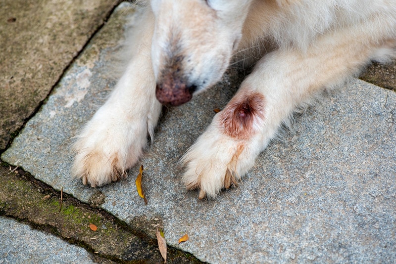 What is Cuterebra (Warbles) in Dogs? Causes & Signs Explained