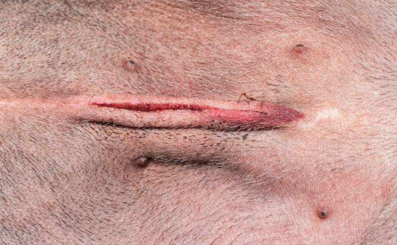 How Big Is a Spay Incision? Vet-Reviewed Health Facts