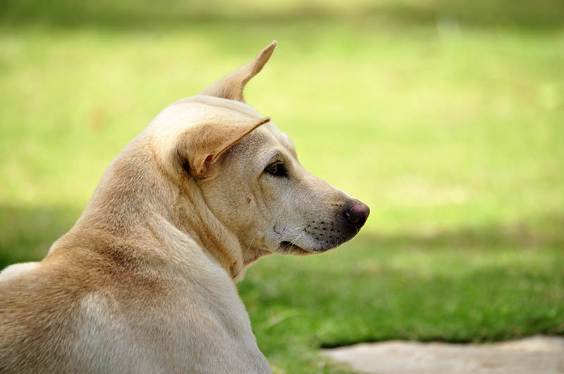 4 Vietnamese Dog Breeds: Info, Pictures & History