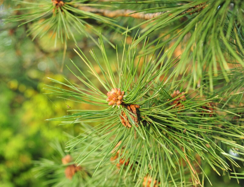 Closeup photograph of white pine needles