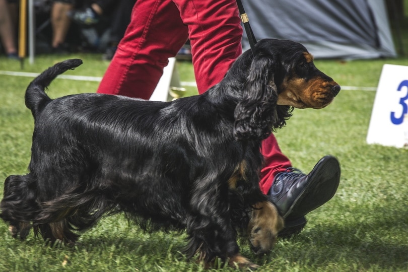 14 Fascinating & Fun Facts About Dog Shows You'll Love to Learn