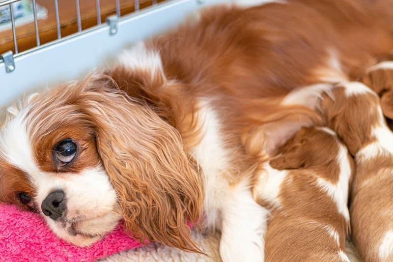 How to Keep Mother Dogs Healthy After Birth: Vet-Approved Postpartum Care Guide
