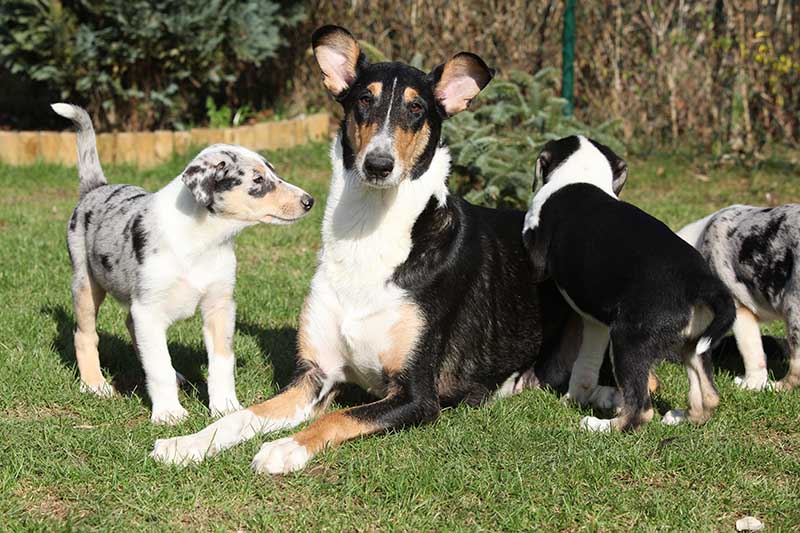 Popular Sire Syndrome in Dog Breeding & Consequences Explained