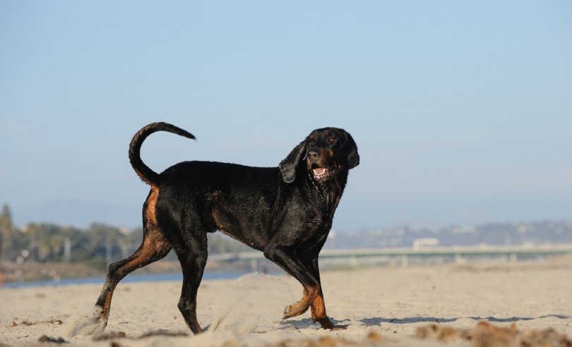 Are Dogs Allowed on Huntington Beach? 2026 Guide & Tips