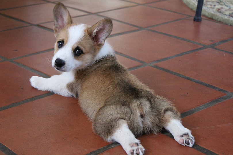 What Is a Sploot? 3 Theories Why Cats & Dogs Do It