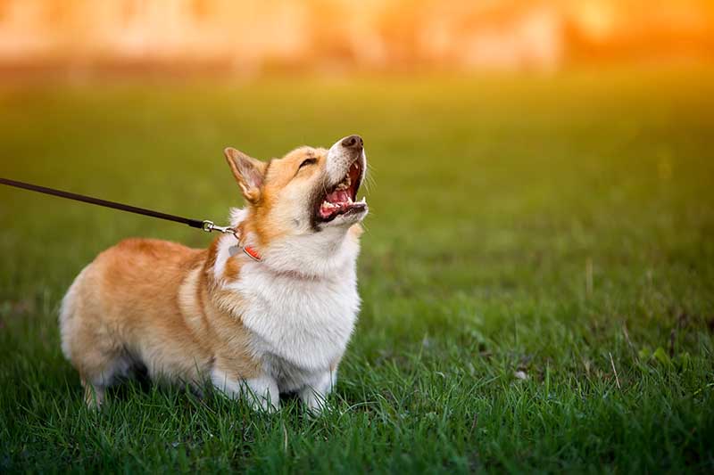Do Corgis Bark a Lot? Vet-Verified Facts & Tips to Stop It