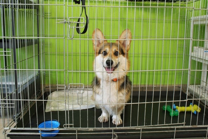 How to Crate Train a Corgi: 6 Vet-Approved Tips