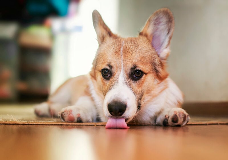 Is Licking a Sign of Cushing’s Disease? Vet-Reviewed Facts