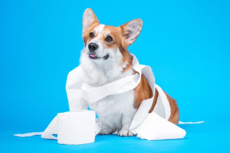 Why Do Dogs Eat Toilet Paper? Vet-Verified Risks & Prevention Tips