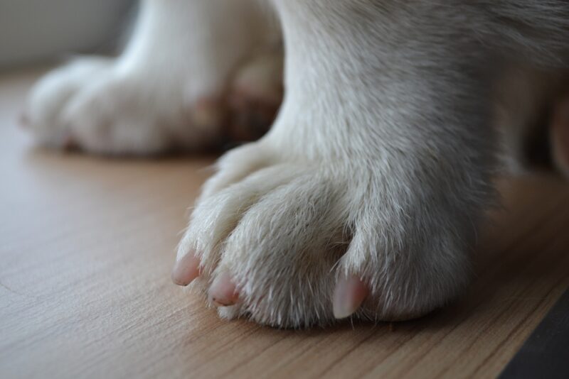 How to Trim Puppy Nails: Vet-Approved Step-by-Step Guide