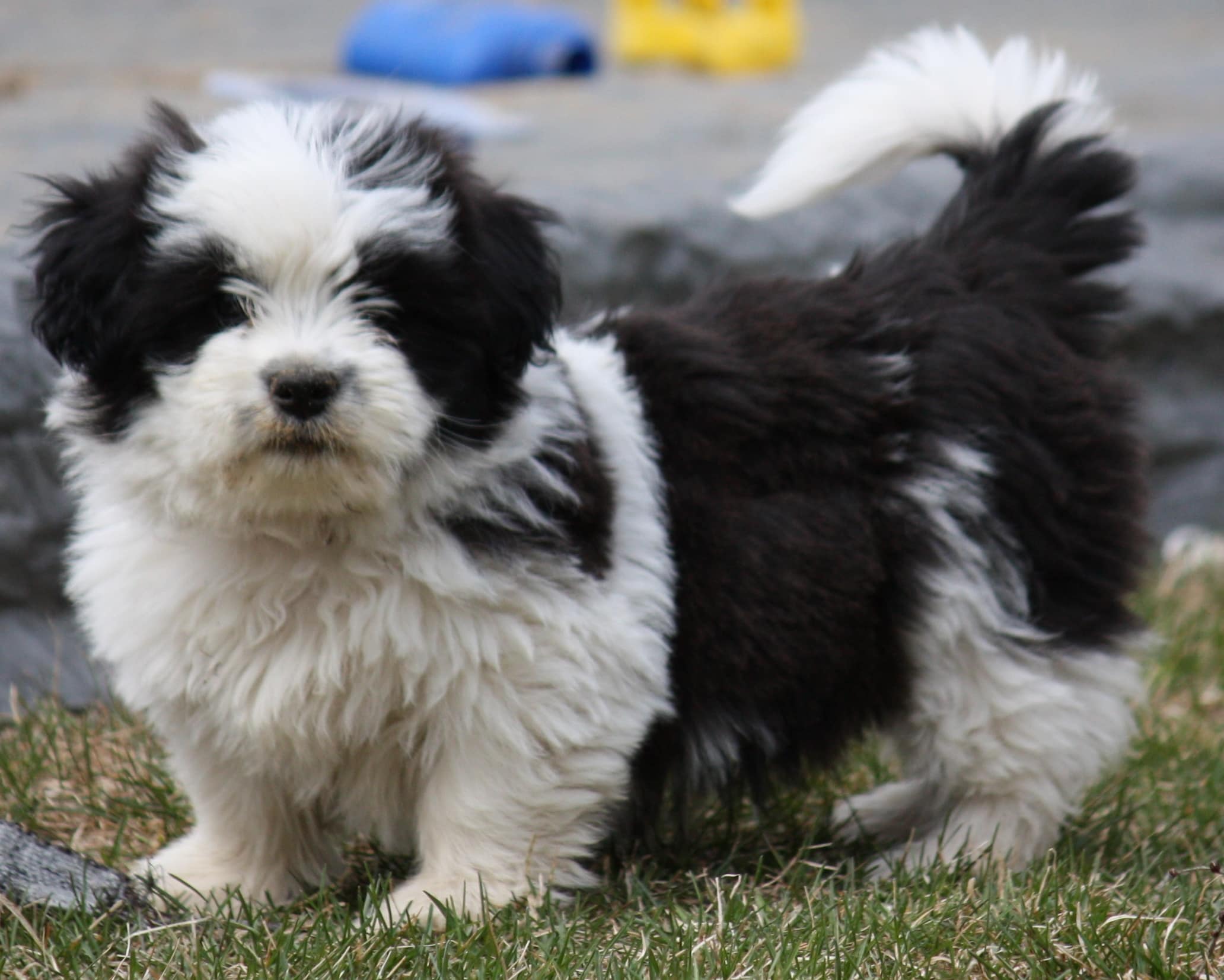 Shorgi Dog Breed: Info, Pictures, Care Guide & More