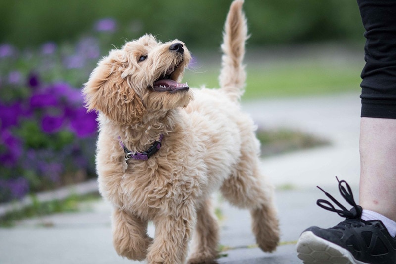 When Is a Puppy Considered an Adult Dog? Vet-Verified Facts & FAQ