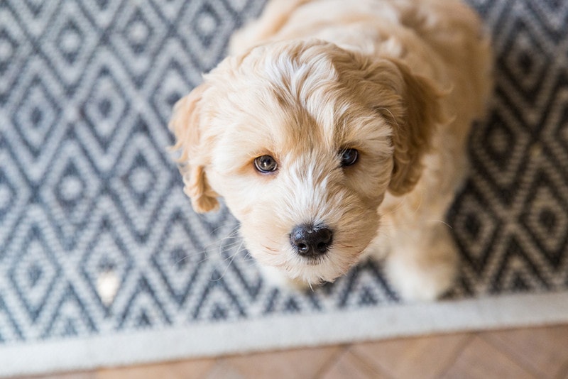 How Much Do Labradoodles Smell? Possible Causes & Solutions (Vet Reviewed)
