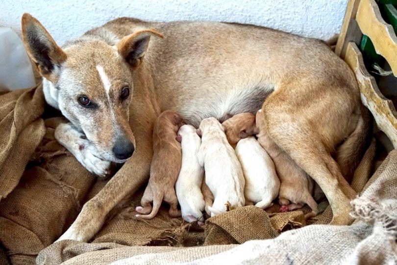 Overbreeding in Dogs: Consequences, Risks & Health Issues