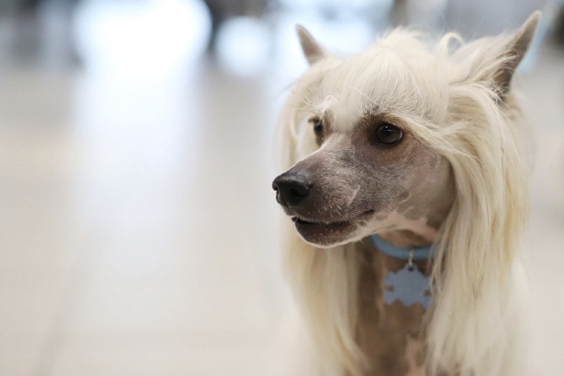 Crustie Dog Breed: Info, Pictures, Care Guide & More