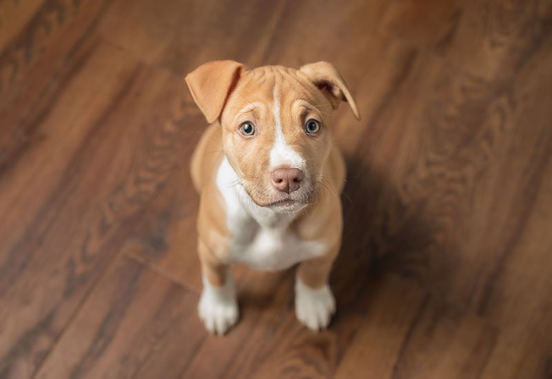 How To Train a Pitbull Puppy Not to Bite: 8 Vet-Approved Tips