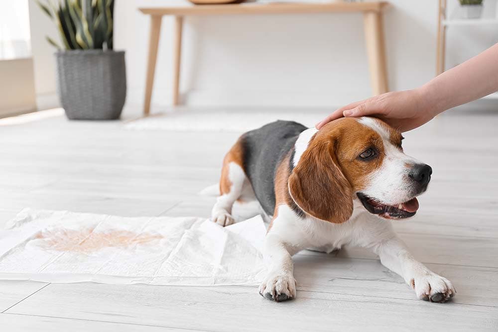 Can I Leave My Beagle Alone in the House? Breed Temperament & Tips