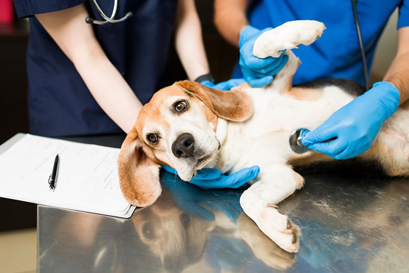 Can Dogs Recover From Poisoning? Vet-Verified Signs & Treatments
