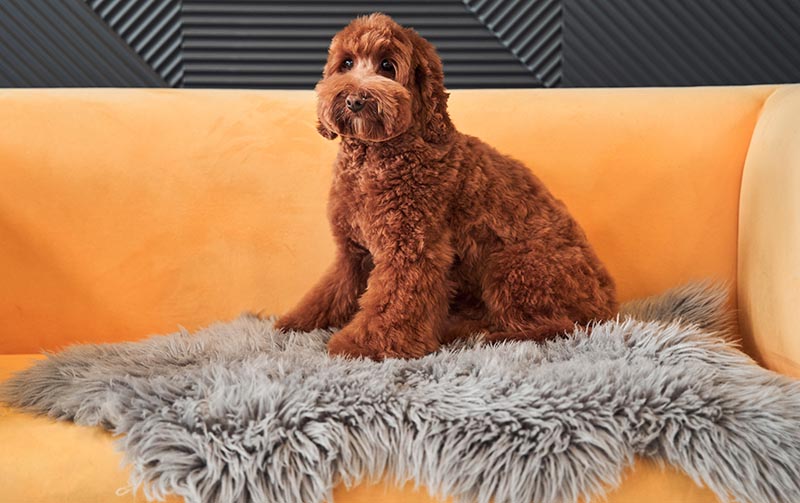When Will My Labradoodle Go Into Heat? Vet-Verified Facts & Care Tips