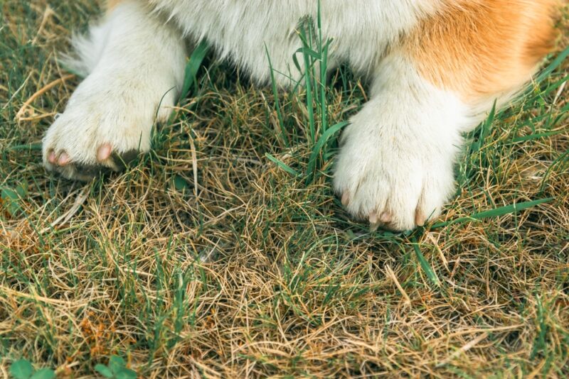 Does a Corgi Have Dew Claws? Facts & FAQ