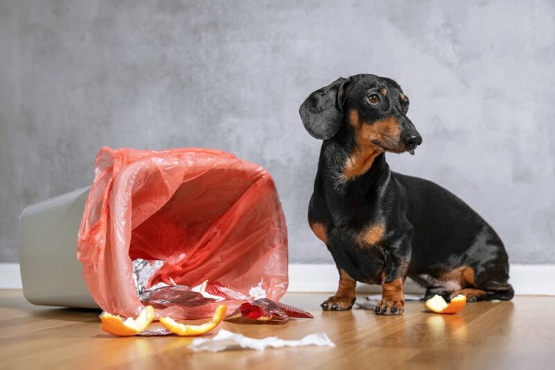 Can a Dachshund Be Left Alone in the House? Time Limits & Considerations (Vet-Reviewed)