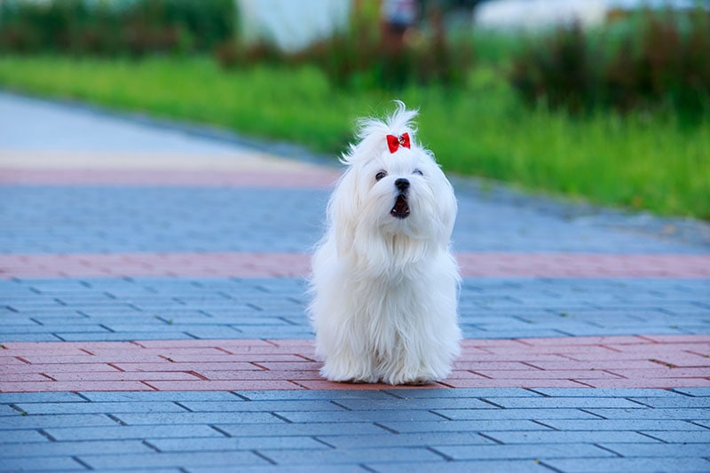How Aggressive Is a Maltese? Factors, Prevention & FAQ