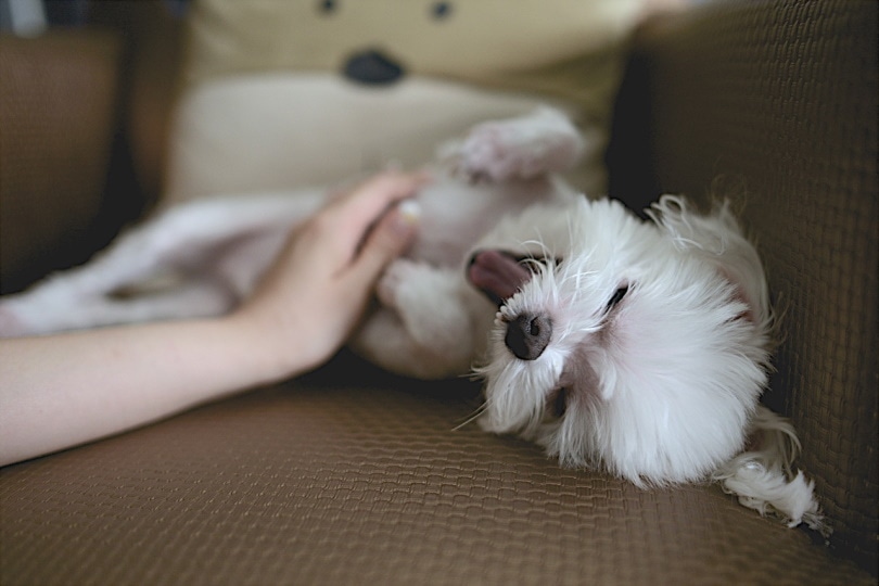 Why Do Dogs Like Belly Rubs So Much? 6 Vet-Verified Reasons