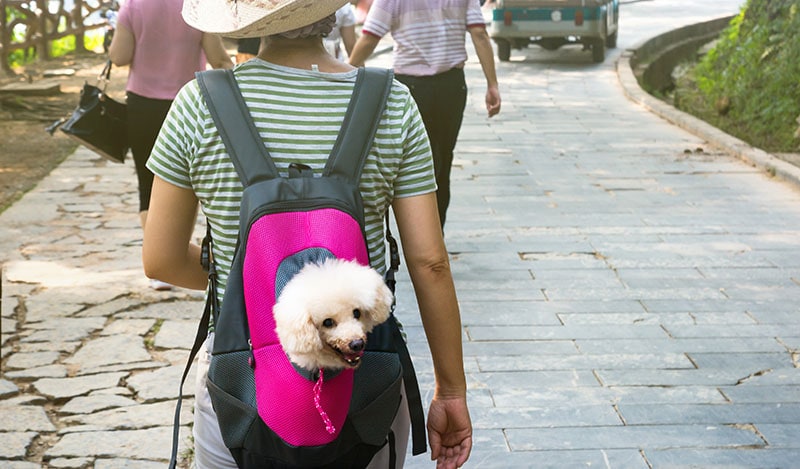 Is It Cruel to Carry a Small Dog in a Handbag? Our Vet Answers