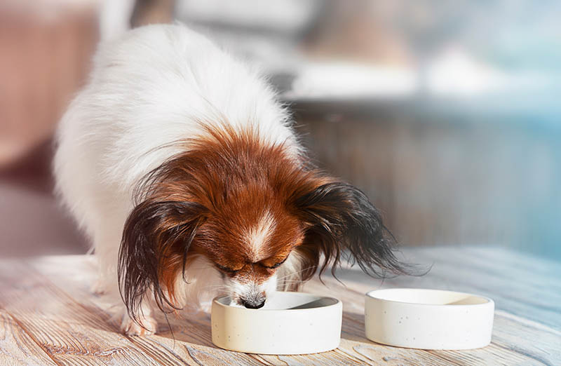 Why Doesn't My Dog Chew His Food? Vet-Reviewed Facts & FAQ
