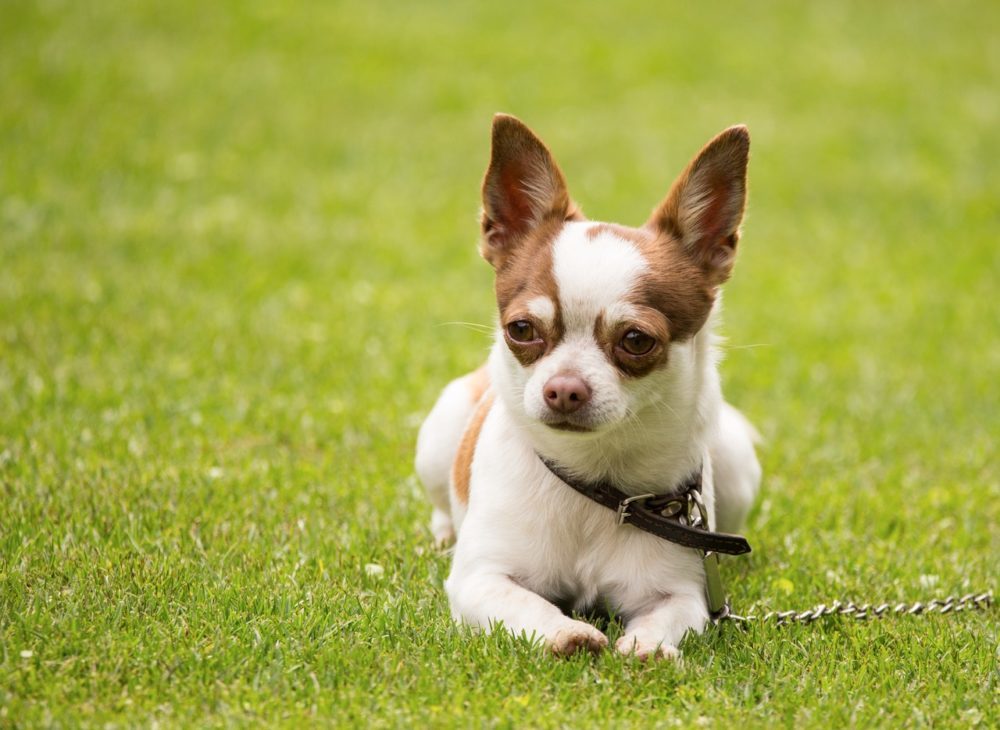 12 Dog Breeds That Don't Smell Bad (With Info & Pictures)