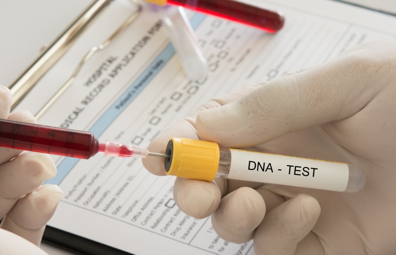 Can You Register a Dog With a DNA Test? Surprising Facts