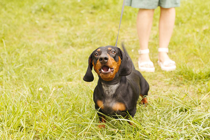 Mistakes That Can Make Barking Worse